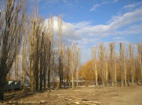 Обрубленные деревья